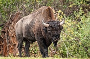 Bull Bison with big horns staring at camera