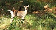 Silka deer hind