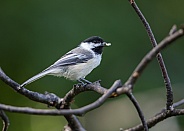 Black-Capped Chickadee with a seed