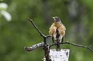 An American Robin in Alaska