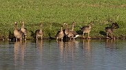 A Group of Greater White-fronted Goose