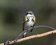 A Male Yellow-rumped Warbler