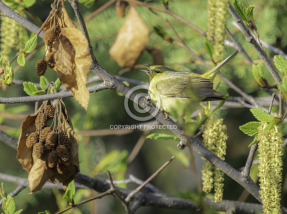 olive, plain feathers, forager, passeriformes, vermivora celata, passerine, migratory, female, closeup, songbird, wildlife, nature, perching, migratory birds, bird, warbler, common, alaska, orange-crowned, tit, springtime, spring, plain, southwest, s