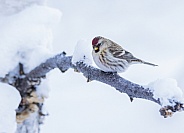 Common Female Redpoll Perched in a Tree