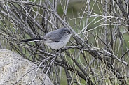 Blue-gray Gnatcatcher Bird in Arizona