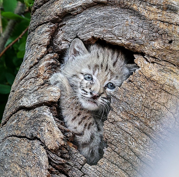 Bobcat kitten – Wildlife Reference Photos for Artists