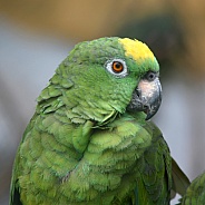 Yellow-crowned amazon parrot