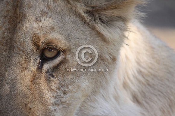 Lion Eye