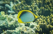 Yellow Butterflyfish
