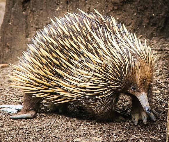 Echidna – Wildlife Reference Photos for Artists