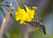 Hummingbird with Yellow Trumpet Flower