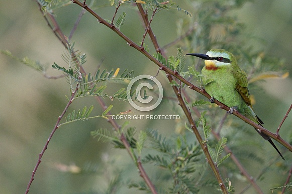 Blue Cheeked Bee-Eater