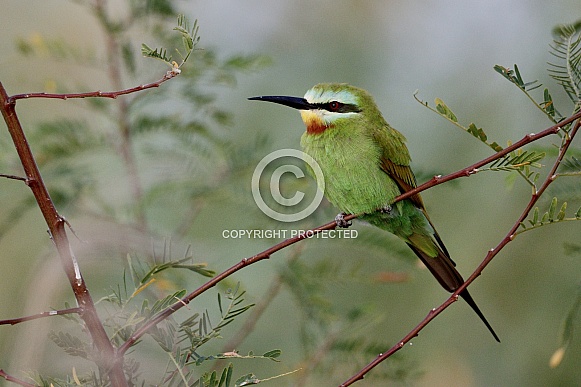 Blue Cheeked Bee-Eater