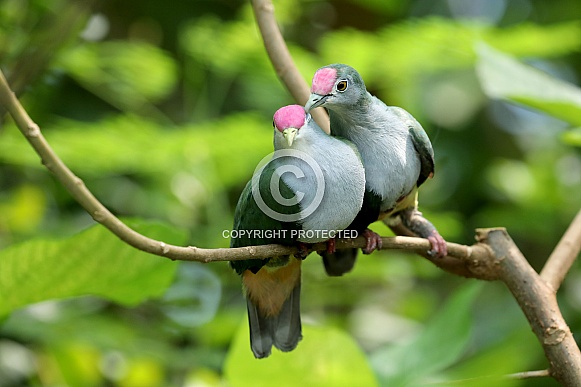 Beautiful fruit doves (Ptilinopus pulchellus)