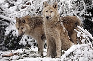 Hudson Bay Wolves (Canis lupus hudsonicus)