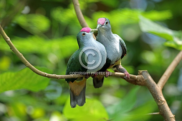Beautiful fruit doves (Ptilinopus pulchellus)