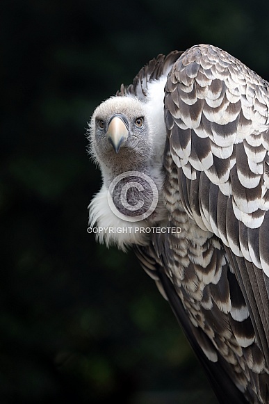 Rüppell's vulture (Gyps rueppellii)