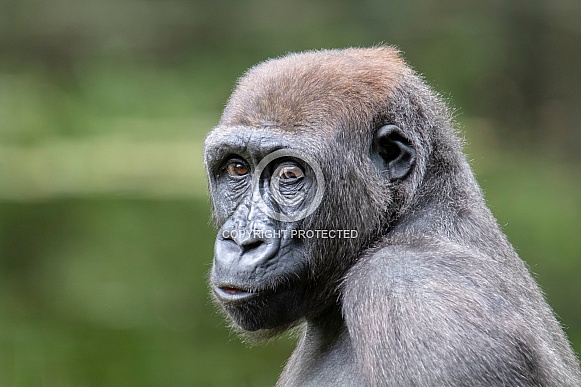 Western Lowland Gorilla (gorilla gorilla gorilla)