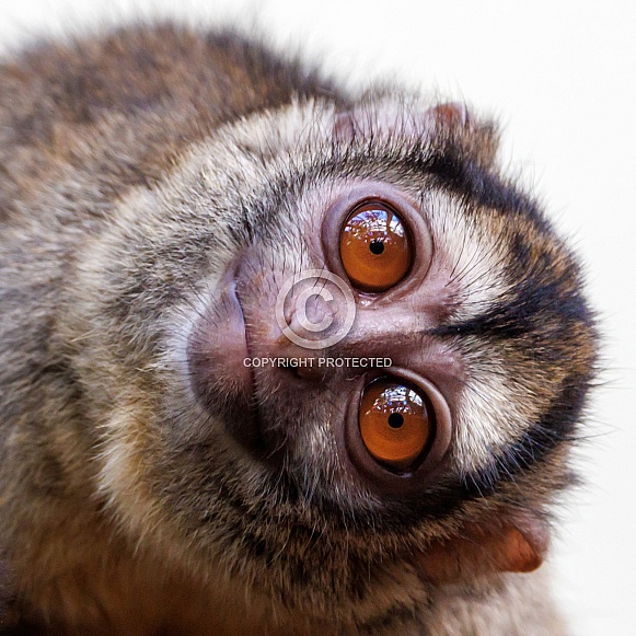 Three-striped night monkey (Aotus trivirgatus)