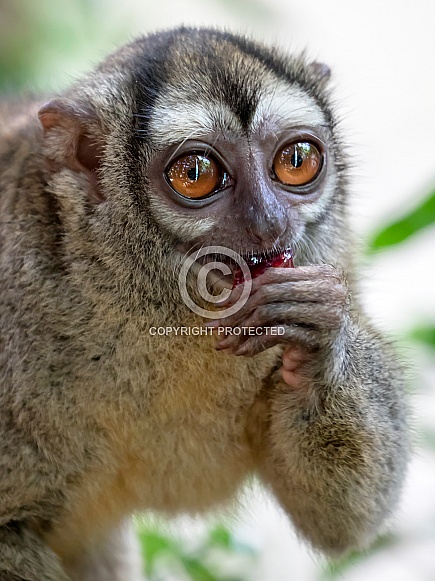 Douroucouli monkey (Aotus lemurinus)