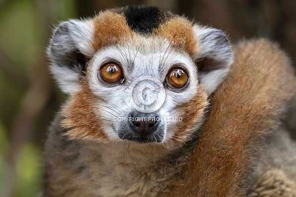 Crowned Lemur (Eulemur coronatus)