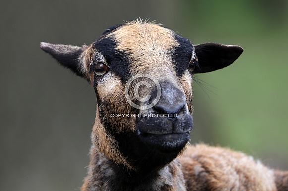 Sheep (Ovis aries)