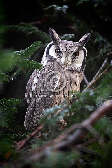 Northern white-faced owl (Ptilopsis leucotis)
