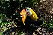 Knobbed hornbill bird (Rhyticeros cassidix)