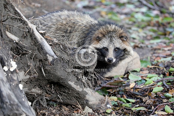 Common raccoon (Nyctereutes procyonoides)