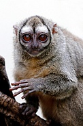 Gray-bellied night monkey (Aotus lemurinus)