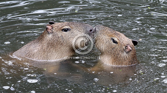 Tide flow fashion products Capybara or water hog (Hydrochoerus