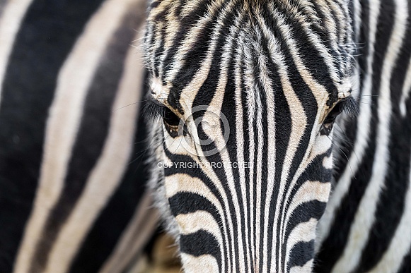 plains zebra (Equus quagga)