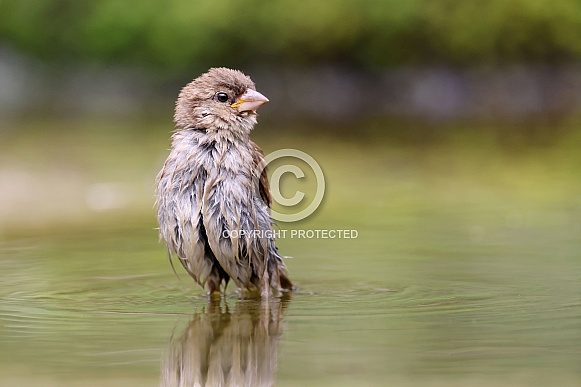Sparrow (Passer domesticus)