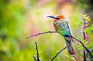 White-Fronted Bee-Eater