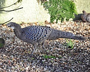 peacock pheasant
