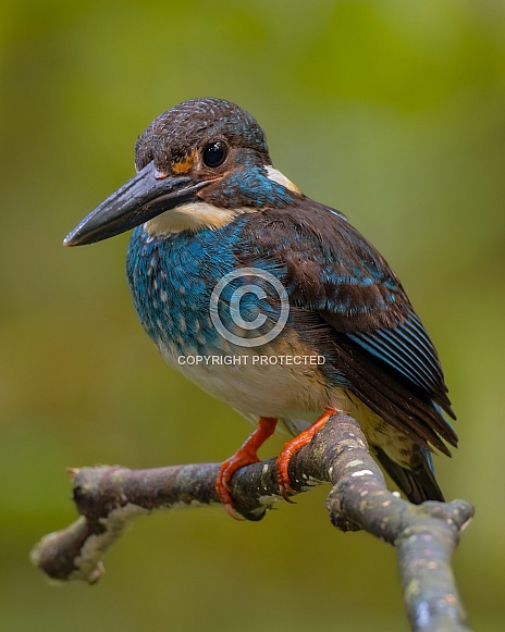 Malay Blue-banded Kingfisher
