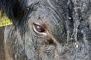 Bull eye close up