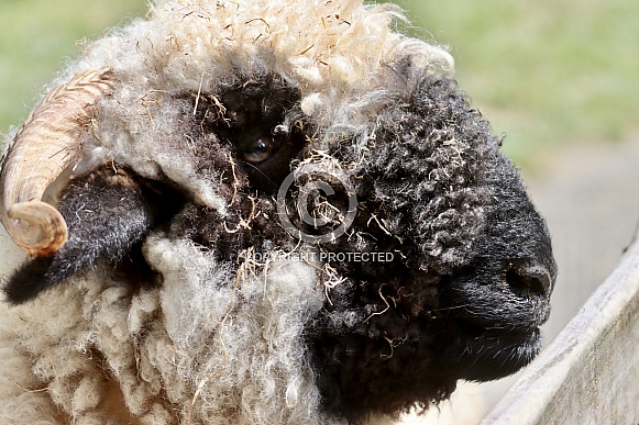 Valais Black Nosed Sheep