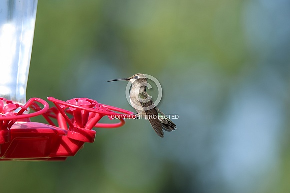Calliope Hummingbird - Landed
