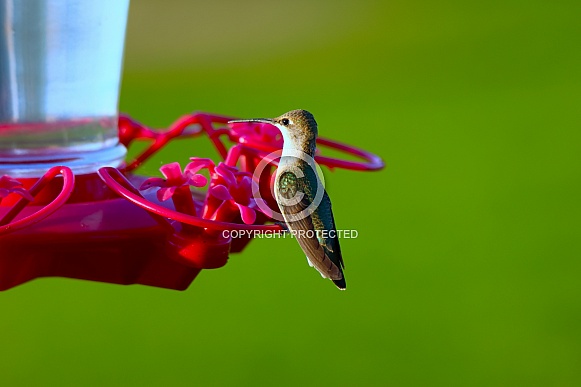 Calliope Hummingbird - Broadside Rear (Afar)