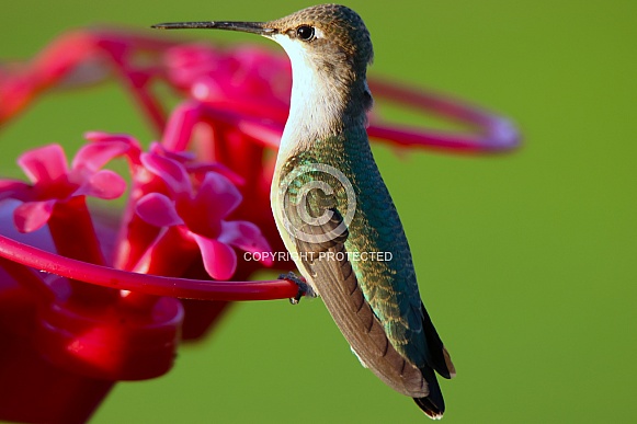 Calliope Hummingbird - Broadside Rear