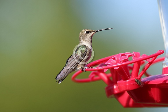 Calliope Hummingbird - Sitting