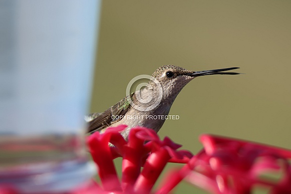 Calliope Hummingbird - Talkative