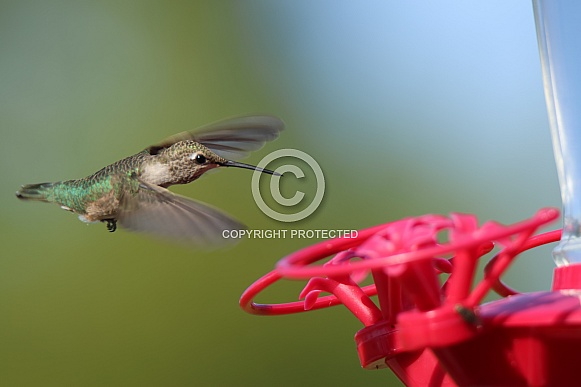 Calliope Hummingbird - Flying