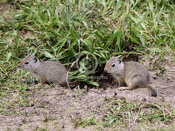 Uinta ground squirrels