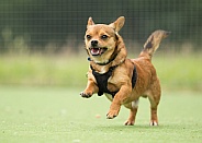 Chihuahua Cross Running