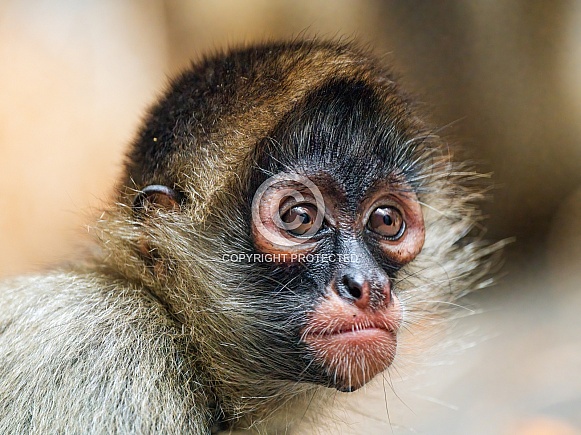 Portrait of a young spider monkey