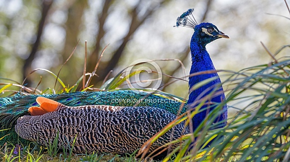 Pretty peacock resting