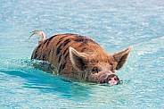 Pig Swimming (sow)