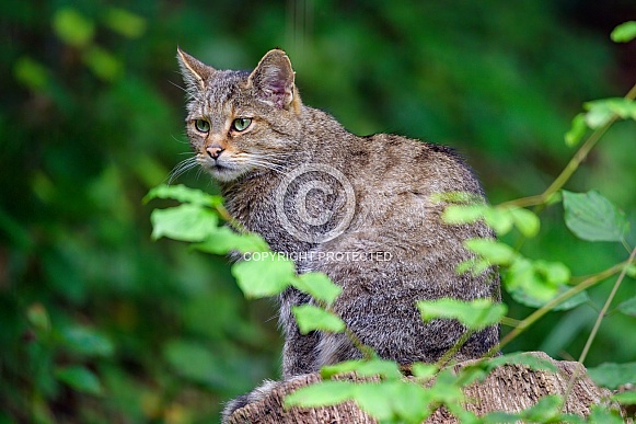 Wildcat posing